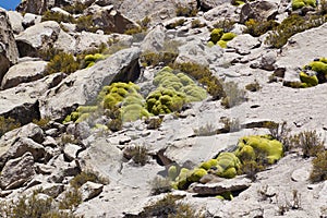 Llareta (Azorella compacta)