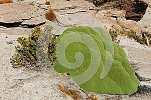 Llareta (Azorella compacta) photo