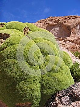 Llareta plant (Azorella compacta) - some are are 3000 years old photo