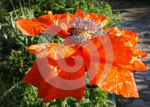 Llarge flower orange multi-petal poppy with mashed petals with a bee