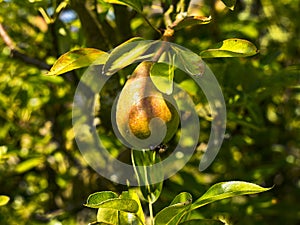 Llarge pear ripening on the tree in my garden