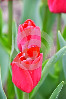 Lle de France .Glowing cardinal-red bloom.