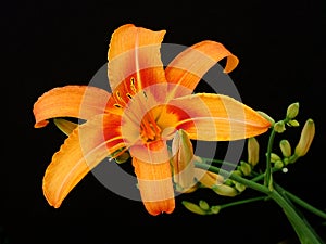 Llily flower close up
