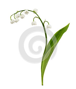 Llily of the valley flower isolated on white