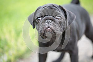 Llittle black pug puppy