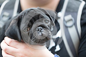 Llittle black pug puppy