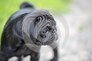 Llittle black pug puppy