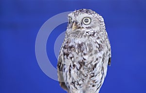 Llittle owl, Athene noctua, over blue background