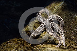 Lliving starfish lies on a rock