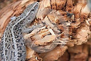 Llizard on the wood