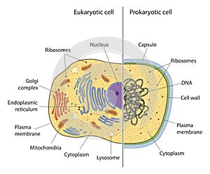 Lllustration of eukaryotic and prokaryotic cell with text photo