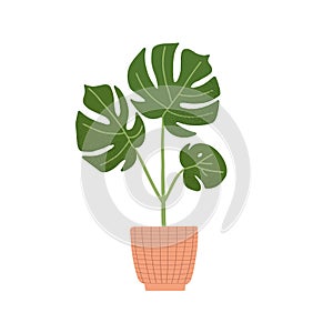 lllustration with house plant Monstera.