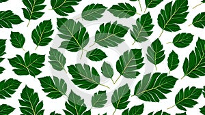 lllustration seamless pattern natural green leaf, white background.