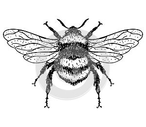 llustration of a Bumblebee, Bombus, Bee. Graden Bumblebee. Vector hand drawn sketch illustration.