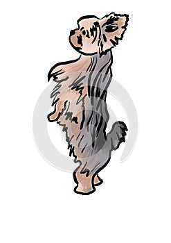 Llustration of an small terrier
