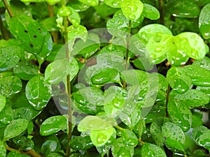 Lluvia sobre las hojas de enredadera