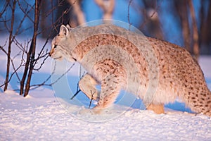 Llynx walking in the sunset