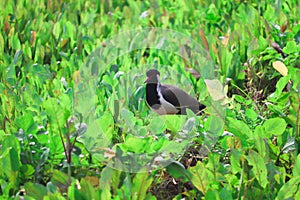 lndian bird taking a walk in the green fields photo
