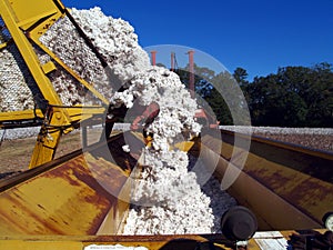 Load Being Dumped From a Boll Buggy