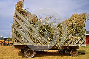 Load of corn shocks