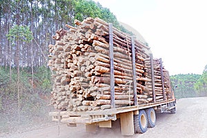 Load of cut logs, truck carrying logs