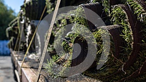 Load of grass strapped to trailer