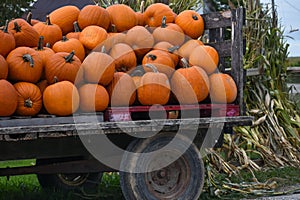 Load of Pumpkins on a Trailer with Corn Shucks