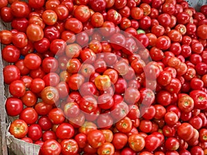 A load of tomatoes in a retail shop