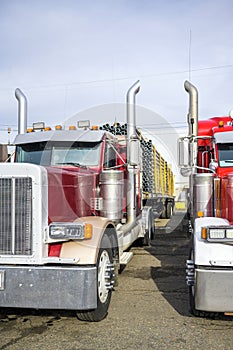 Loaded big rig classic semi trucks with vertical exhaust pipes and flat bed semi trailers standing in row on parking lot