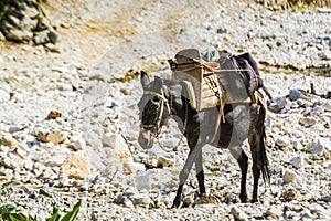 Loaded brown mule walking on the stones