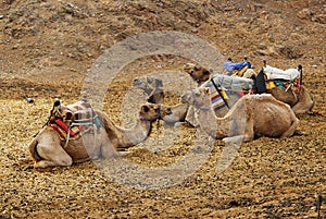 Loaded camels