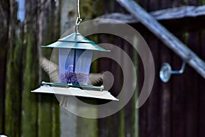 A loaded hanging bird feeder