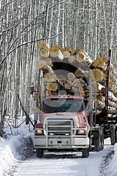 Loaded logging truck driving on road