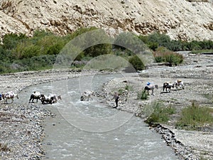 Loaded mules crossing a river in the Markha Valley in Ladakh, India.