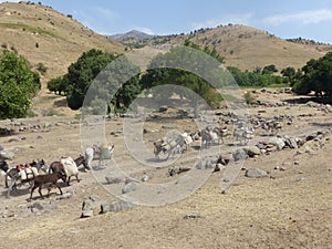 Loaded mules in the mountains of Uzbekistan.