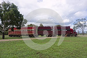 Loaded road train truck leaving with cattle for market