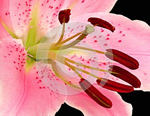 Loaded Stamens