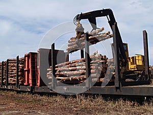 Loading Cut Trees on a Railcar