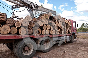 Loading of felled timber in a truck with crane