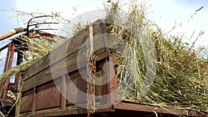 Loading of hay with forks into the trailer of an old tractor