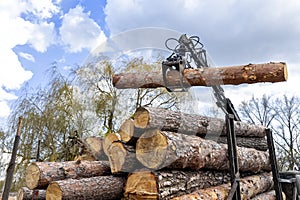 Loading heavy industrial truck trailer with big timber pine, spruce, cedar logs by crane grab loader tractor machine