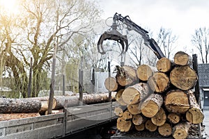 Loading heavy industrial truck trailer with big timber pine, spruce, cedar logs by crane grab loader tractor machine