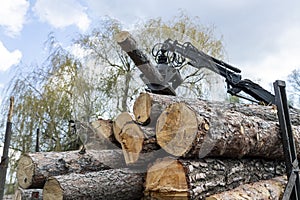 Loading heavy industrial truck trailer with big timber pine, spruce, cedar logs by crane grab loader tractor machine. Pile