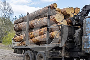 Loading heavy industrial truck trailer with big timber pine, spruce, cedar logs by crane grab loader tractor machine