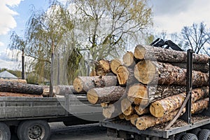 Loading heavy industrial truck trailer with big timber pine, spruce, cedar logs by crane grab loader tractor machine. Pile