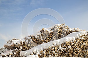 Loading logs on a logging truck. Wood loader. Woodworking industry