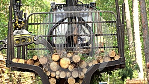 Loading logs on a truck trailer using a tractor loader with a grab crane. Transportation of coniferous logs. Deforestation