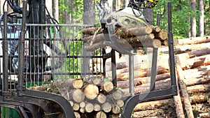 Loading logs on a truck trailer using a tractor loader with a grab crane. Transportation of coniferous logs. Deforestation