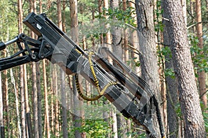 Loading logs on a truck trailer using a tractor loader with a grab crane. Transportation of coniferous logs to the sawmill.