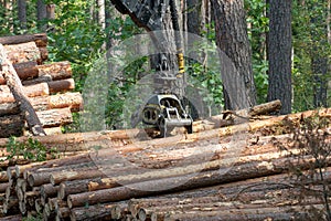 Loading logs on a truck trailer using a tractor loader with a grab crane. Transportation of coniferous logs to the sawmill.